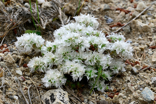 Nailwort // Mauermiere (Paronychia capitata) - El Chorro, Andalusia, Spain