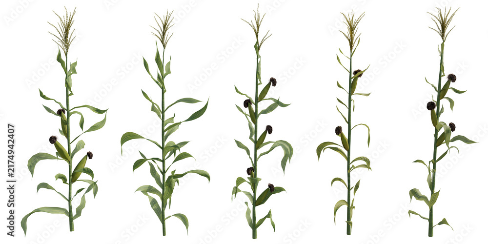 Naklejka premium Corn stalk plants isolated on transparent background. 3D rendering.