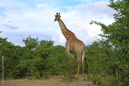 Photography Giraffe / Giraffe / Giraffa camelopardalis