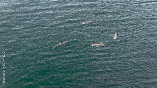 Aerial view of basking sharks at Muckross Head ,Donegal - Ireland