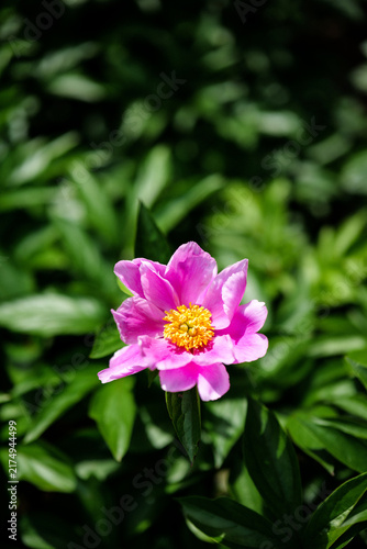 Foto Bright Spring: Close-up of a single-petaled peony with bright yellow stamens and