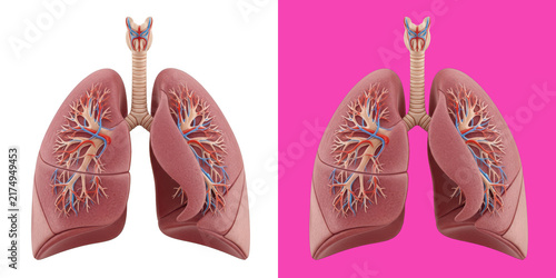 Obraz na płótnie Human lungs anatomical with bronchial tree