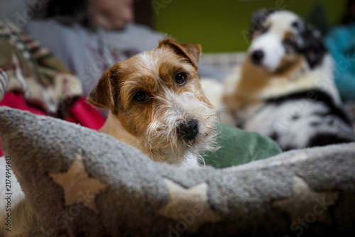Obraz na płótnie Jack Russell Terrier and Australian Shepherd Resting on the sofa