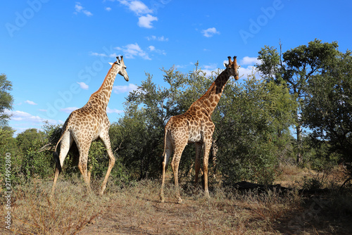 Photography Giraffe / Giraffe / Giraffa camelopardalis