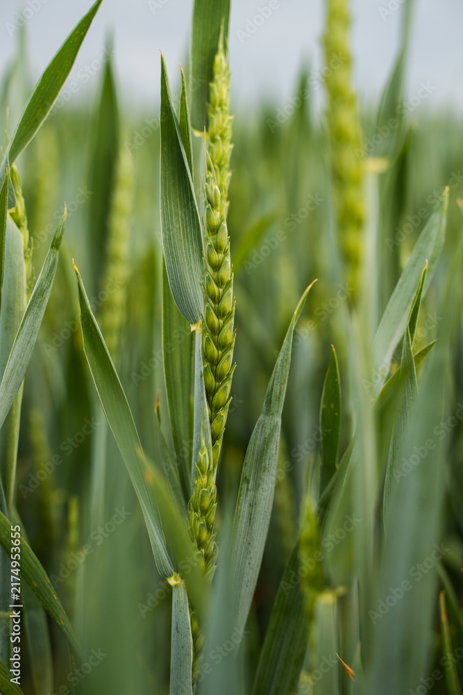 Naklejka premium Green wheat crop growing in a sprawling agricultural field, representing harvest, farming, and organic plant growth