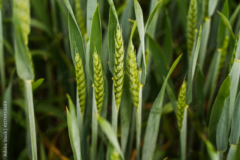 Naklejka premium Green wheat spikes growing in a crop field, rich agricultural texture representing natural farming and food production