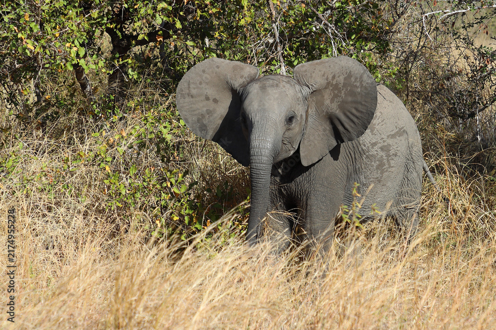 Fototapeta premium Afrikanischer Elefant / African elephant / Loxodonta africana