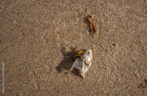 Fotografía Wasp feeding on fish remains washed up on sandy beach