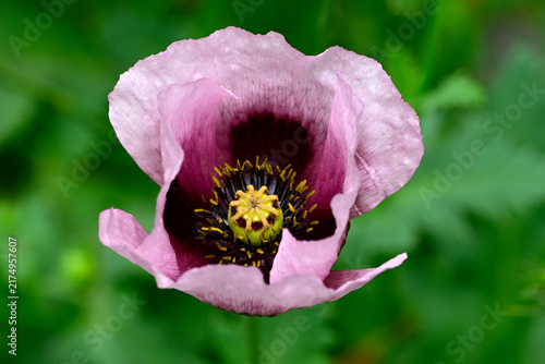 wilder Schlafmohn // wild Opium poppy (Papaver somniferum) - El Chorro, Andalusien, Spanien
