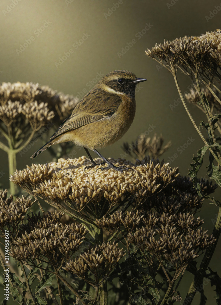 Naklejka premium Small stonechat bird rests on dry plant seed heads. This wild songbird is foraging for food amidst dry foliage in the countryside during winter season.