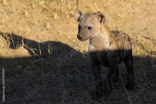 Tüpfelhyäne / Spotted hyaena / Crocuta crocuta