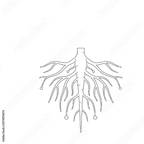 Root system illustration