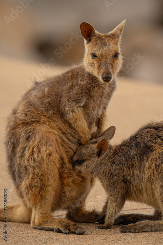 Foto Mother Kangaroo with Joey in Her Pouch