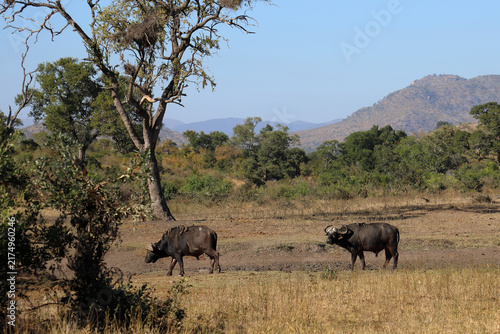 Kaffernbüffel / African buffalo / Syncerus caffer