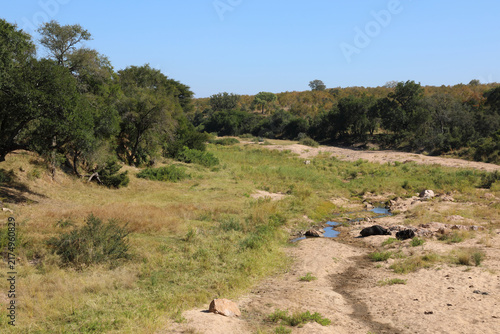 Kaffernbüffel im Mlambane River / African buffalo in Mlambane River / Syncerus caffer