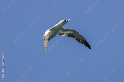 Foto Immature gannet in flight