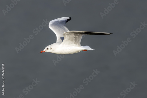 Картината върху платно Adult black-headed gull in flight