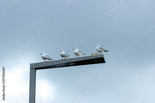 Photography Black-headed gulls perched on a sign