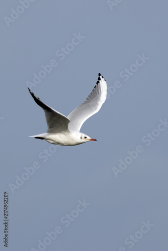 Photography Adult black-headed gull in flight