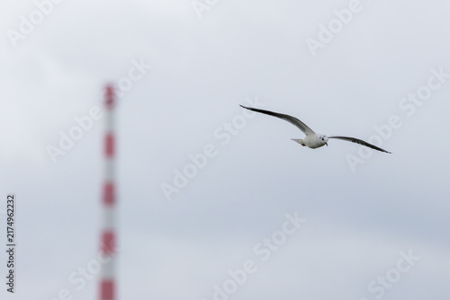 фотографія Black-headed gull flying on an overcast day