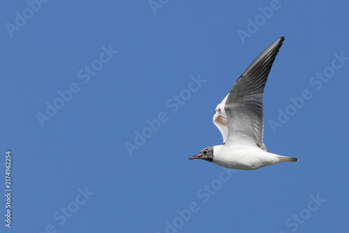 Photography Immature black-headed gull in flight