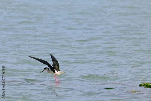 фотографія Stilt Runners in Dynamic Flight and Landing Over Water, Las Salinas, Calpe, Spai