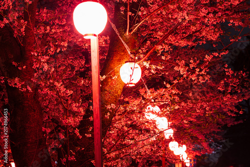 日本の風景・春　埼玉　小江戸川越　新河岸川の夜桜ライトアップ
