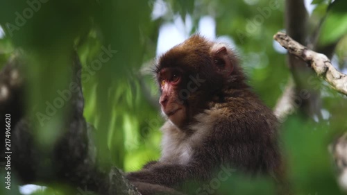 Japanese macaque monkey, Iwatayama Monkey Park, Arashiyama, western Kyoto, Japan, portrait closeup of Nihonzaru snow monkey with red face, blue sky background, troop of Macaca fuscata monkeys
