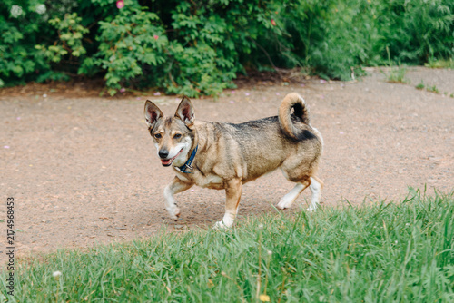 Obraz na plátně small cute brown half-breed dog walking in city park with green grass and trees