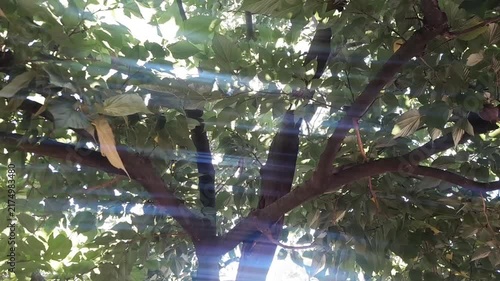 European hackberry tree branches and green leaves video footage. Morus alba fruit tree bark. Red Mulberry fruit tree bark in park.  
