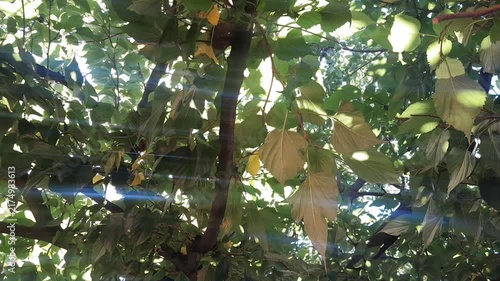 Red Mulberry plant yellow leaves with green leaves, and branches in isolated sun ray nature. Morus alba tree leaves video footage. 