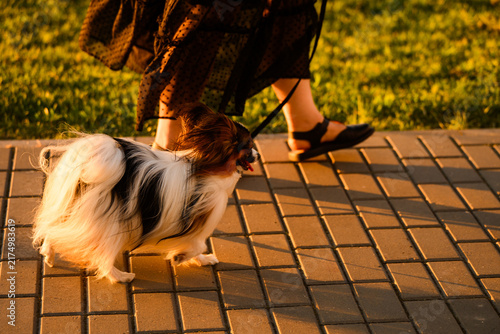 Dog walking on a leash in city park alley at sunset purebred Papillon walking near owner legs urban pet safety training and everyday fitness routine background