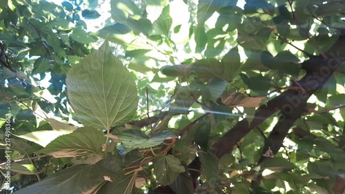 Morus alba tree leaves in branches with sun ray nature video footage. Red Mulberry fruit green leaves background. Tilia variety Mulberry fruit tree. 