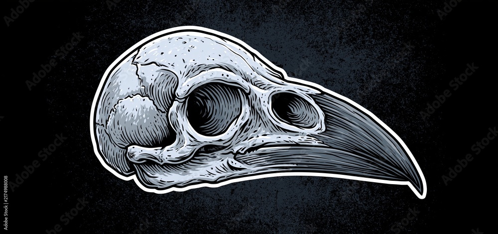 Fototapeta premium On a dark textured background, a detailed drawing of a raven skull creates a spooky, haunting vibe.