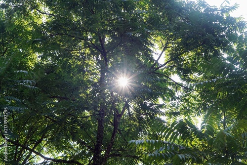 Morning sunlight shining through dense green tree leaves and branches in the forest.