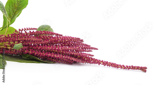 Foto Red amaranth flower inflorescence with green leaves.
