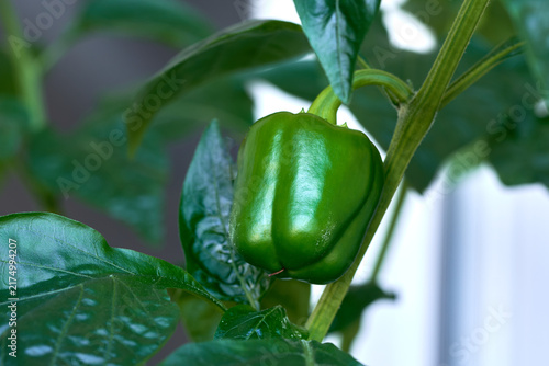 Green bell pepper growing on a plant in a home garden. Selective focus.