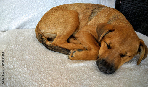 Tierno cachorro mestizo de color marrón durmiendo plácidamente enroscado sobre una manta suave en el hogar, concepto de descanso y bienestar animal