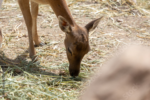 Canvastavla Deer feeding on dry hay and grass, highlighting nature, wildlife, and the animal