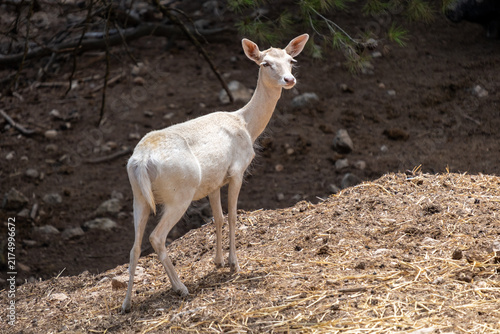 Fotografie White deer doe standing on an earthen mound, observing the forest environment an