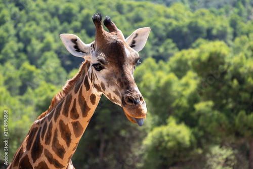 Canvastavla Giraffe head and long neck close up, featuring characteristic spots and a blue t