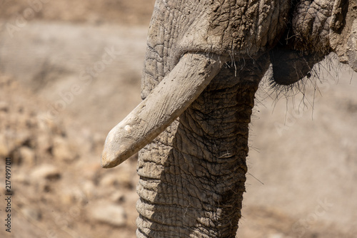 Cuadro en lienzo African elephant tusk and trunk showing rough textured skin and dry mud coating