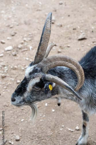 Foto Profile view of a rare polycerate goat with four curved horns and long beard, di