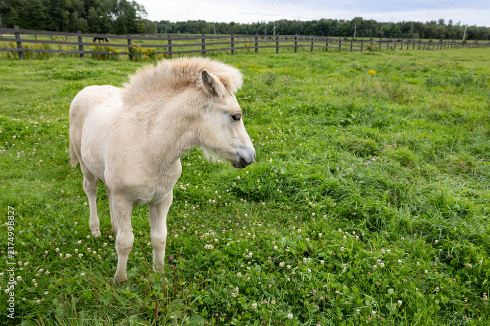 Fototapeta premium Side view of a month-old cream coloured&nbsp;Norwegian Fjord foal in field during a grey summer afternoon, Pont-Rouge, Quebec, Canada