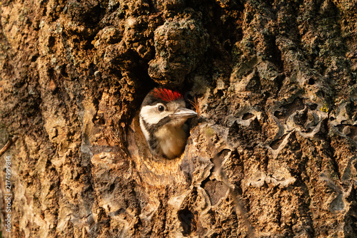 Bild auf Leinwand Great Spotted Woodpecker peeking from tree cavity