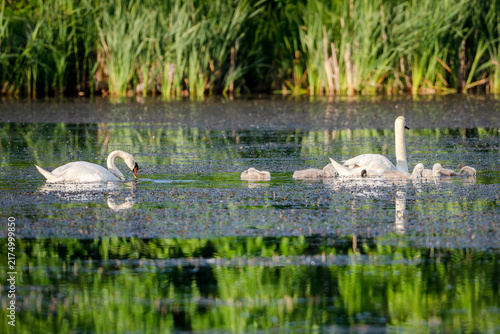 Plakat Graceful swans and cygnets swimming in peaceful pond