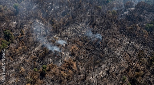 Aerial view of burnt forest with smoldering trees after wildfire