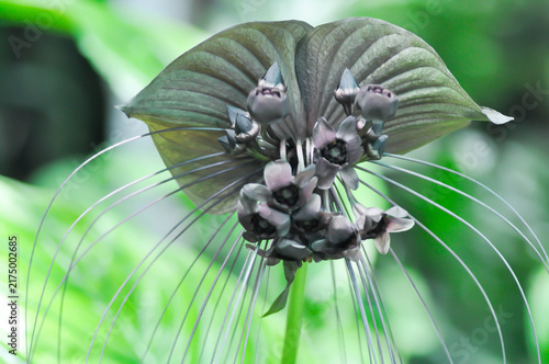Black Bat Flower, Dioscoreaceae or Tacca chantrieri Andre or black flower