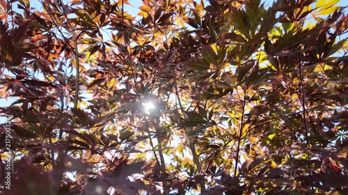 video of a black Japanese maple tree