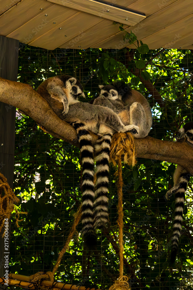 Fototapeta premium Ring-Tailed Lemurs Resting Together on a Branch